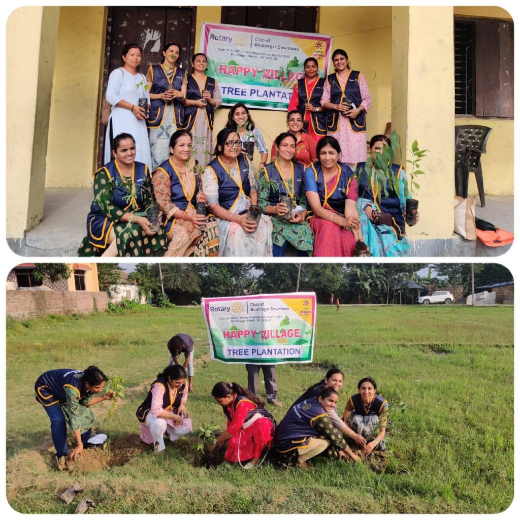 Tree plantation