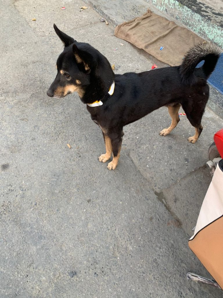 Glow for Life – Reflective Collars for Stray Dogs